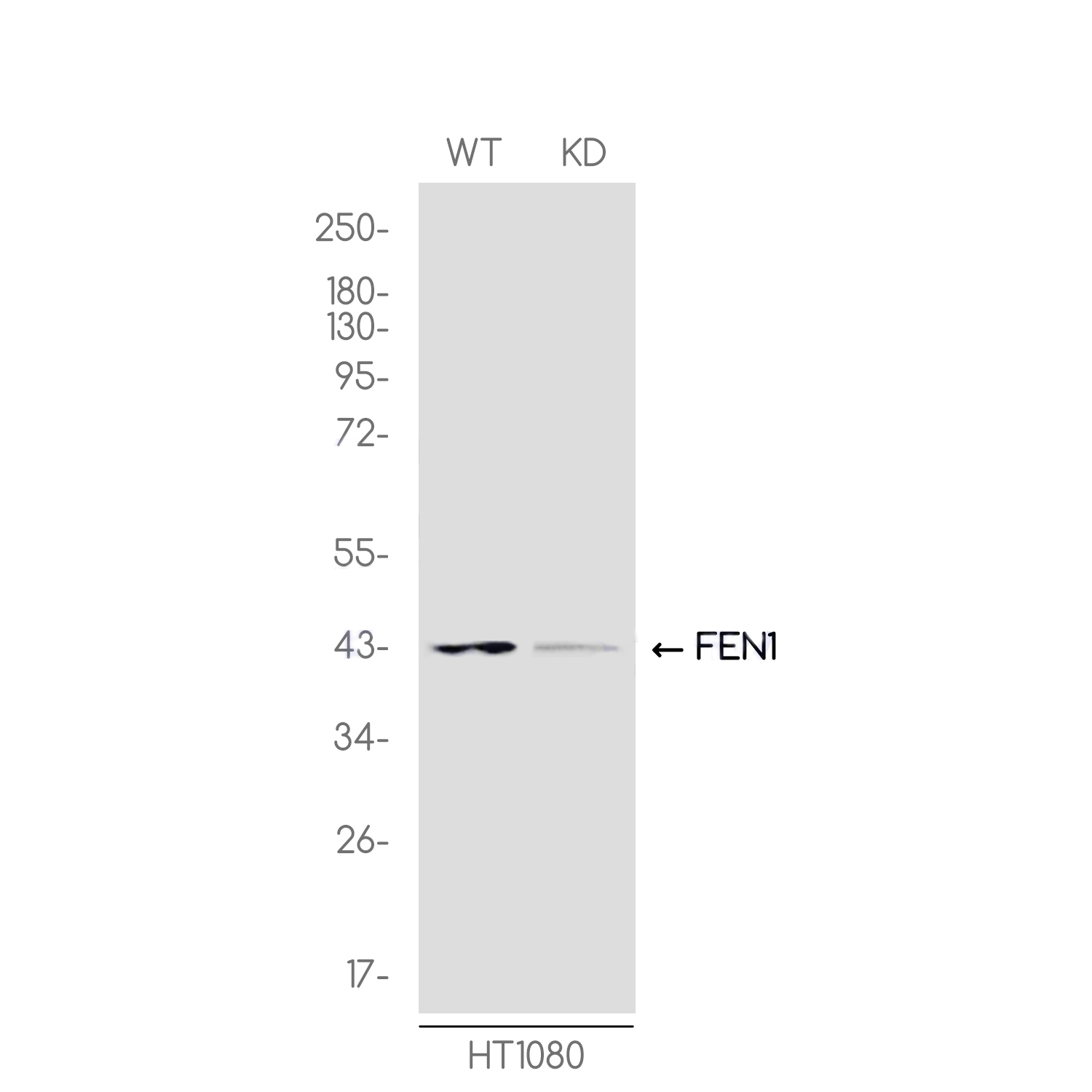 [KD]FEN1 Rabbit mAb ABZ4684
