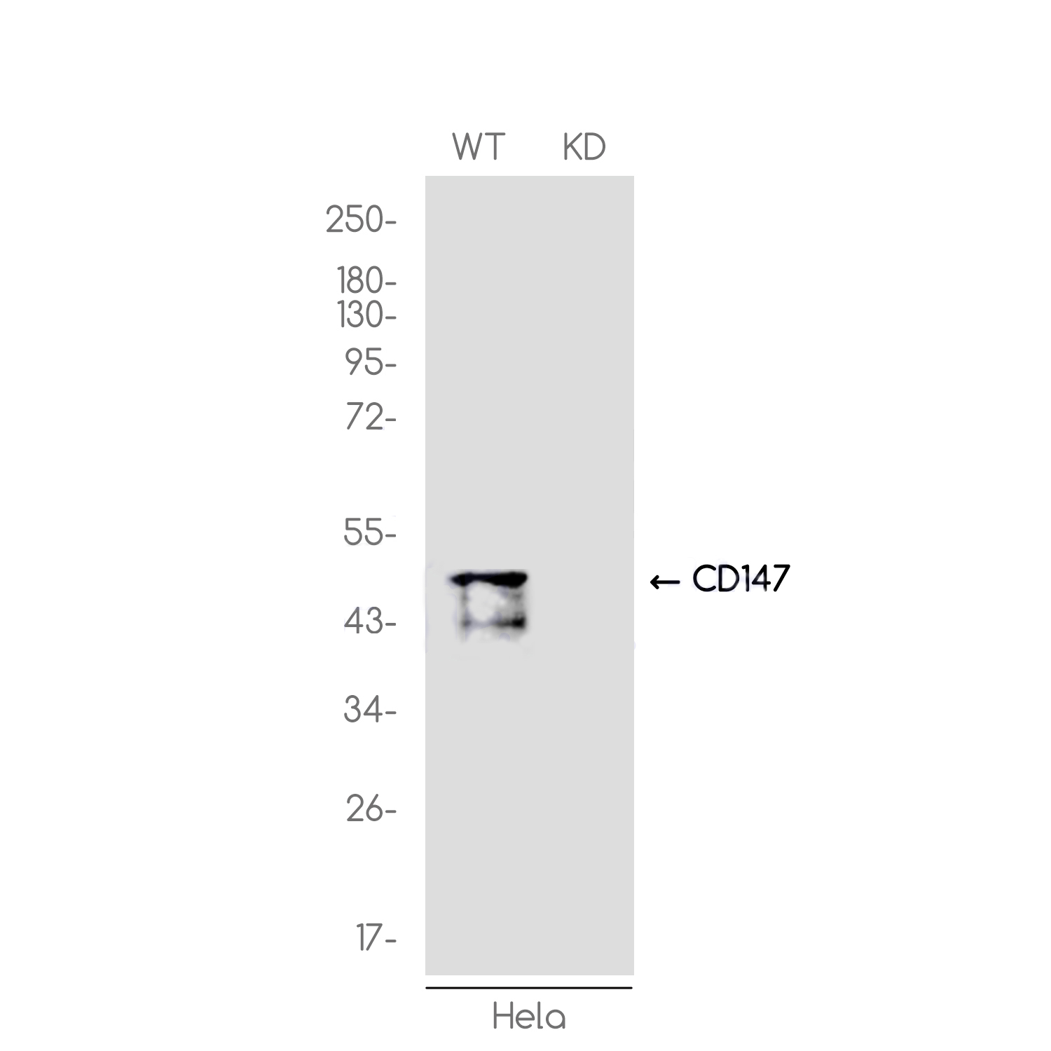 [KD]CD147 Rabbit mAb ABZ4685