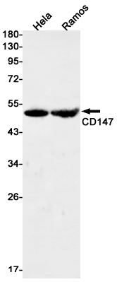 [KD]CD147 Rabbit mAb ABZ4685