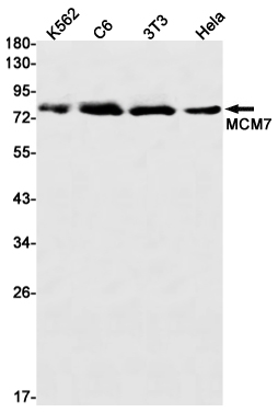 [KO]MCM7/PRL Rabbit mAb ABZ4686