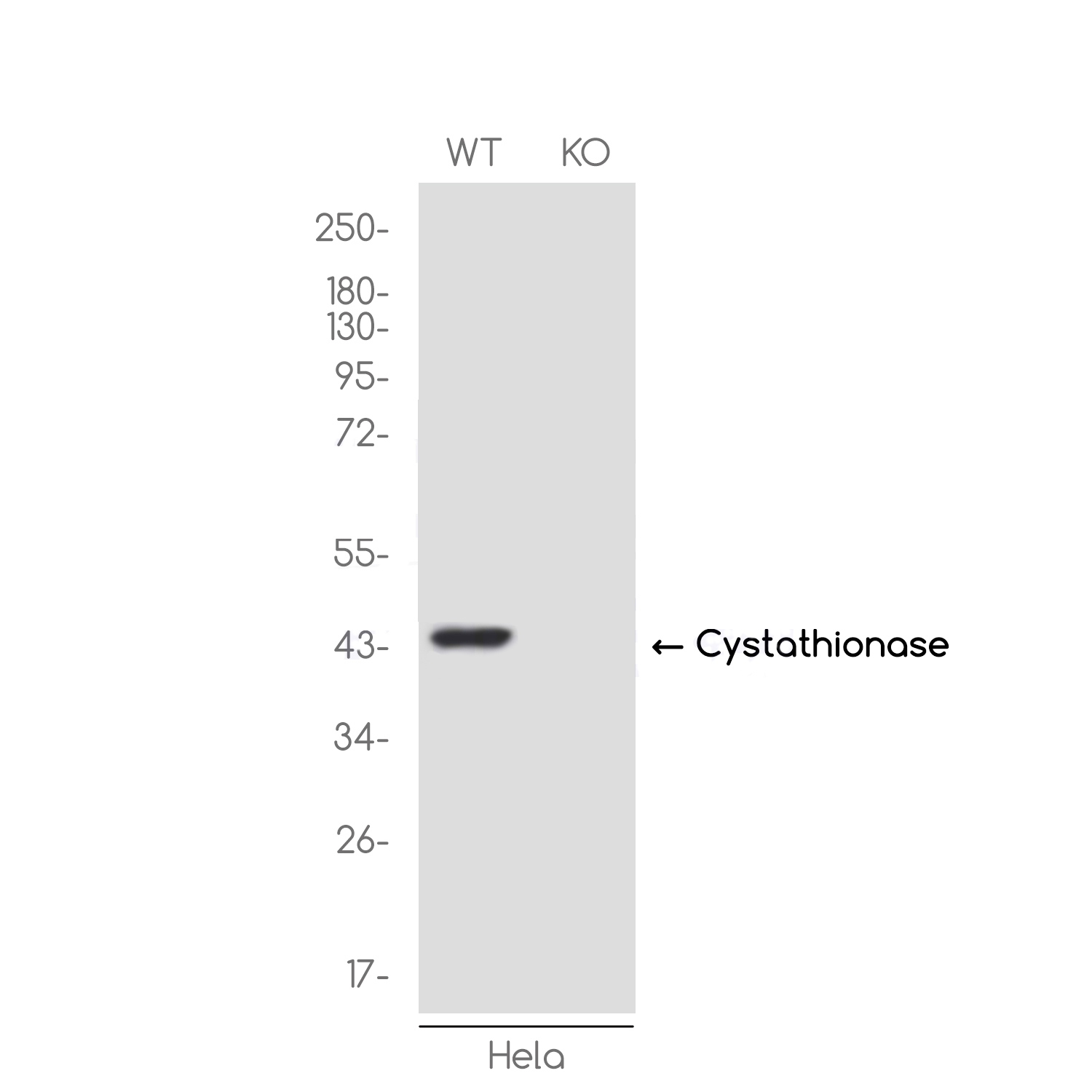 [KO]Cystathionase Rabbit mAb ABZ4688