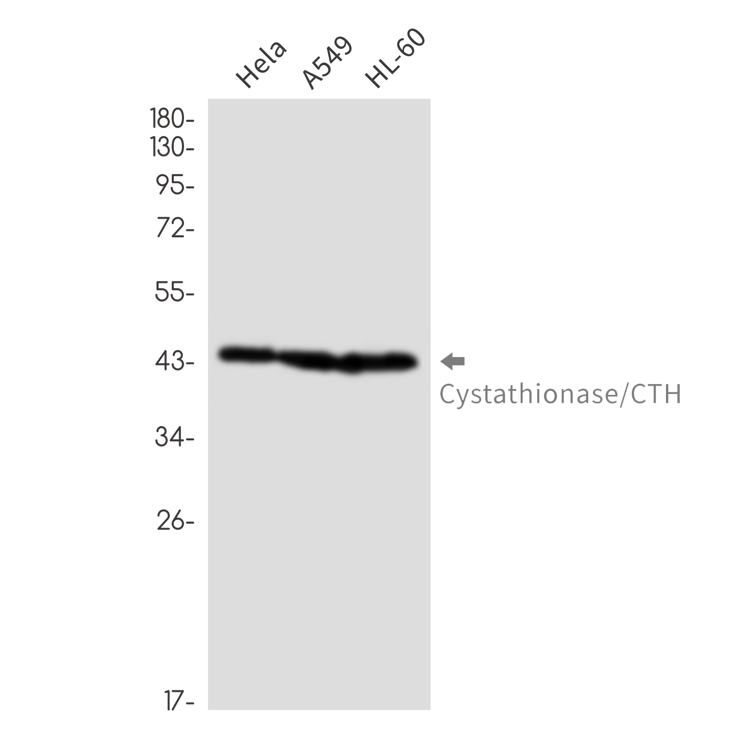 [KO]Cystathionase Rabbit mAb ABZ4688