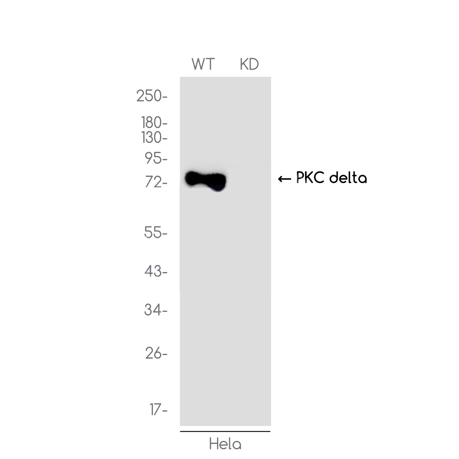 [KD]PKC delta Rabbit mAb ABZ4689