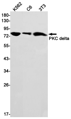 [KD]PKC delta Rabbit mAb ABZ4689