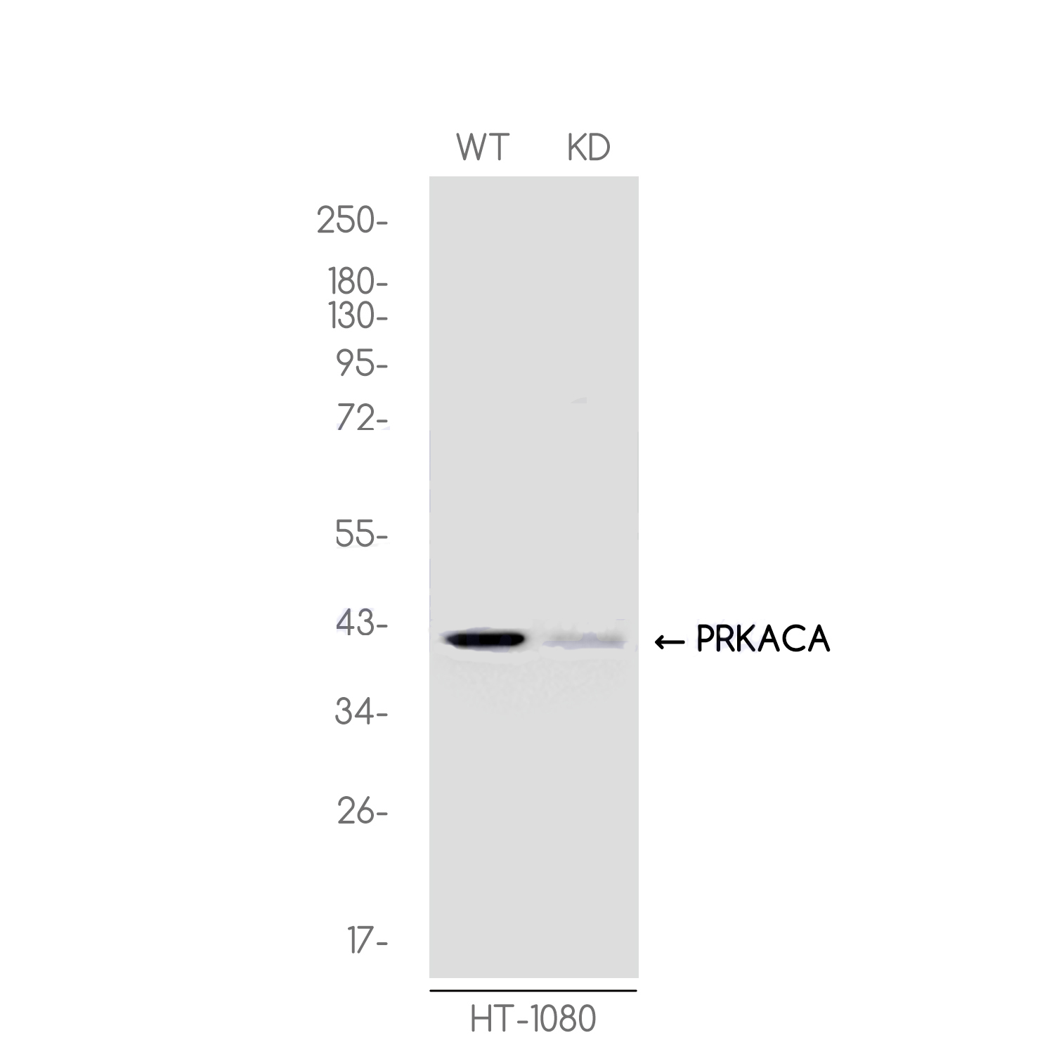 [KD]cAMP Protein Kinase Catalytic Subunit Rabbit mAb ABZ4690
