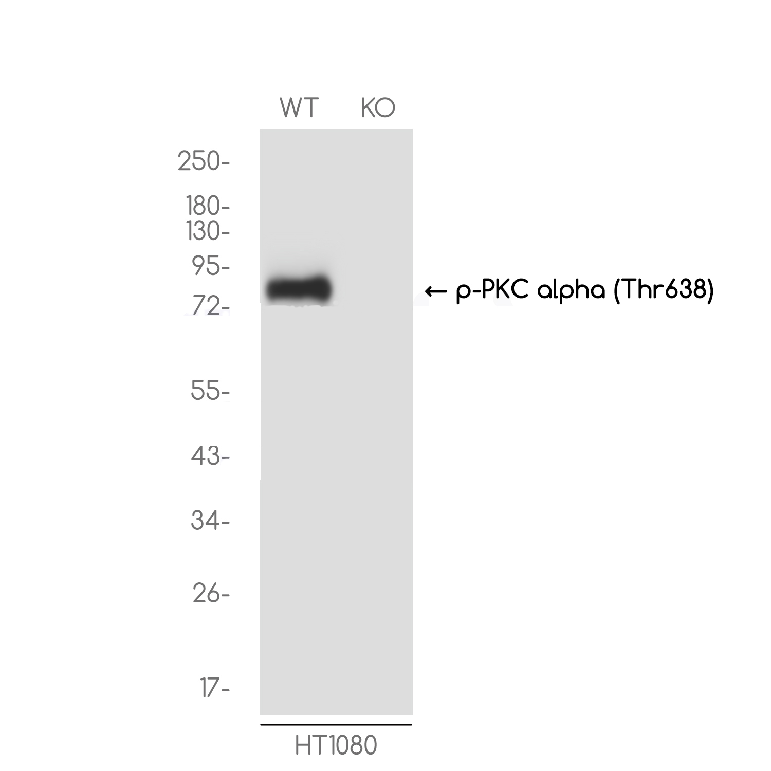 [KO]Phospho-PKC alpha (Thr638) Rabbit mAb ABZ4692