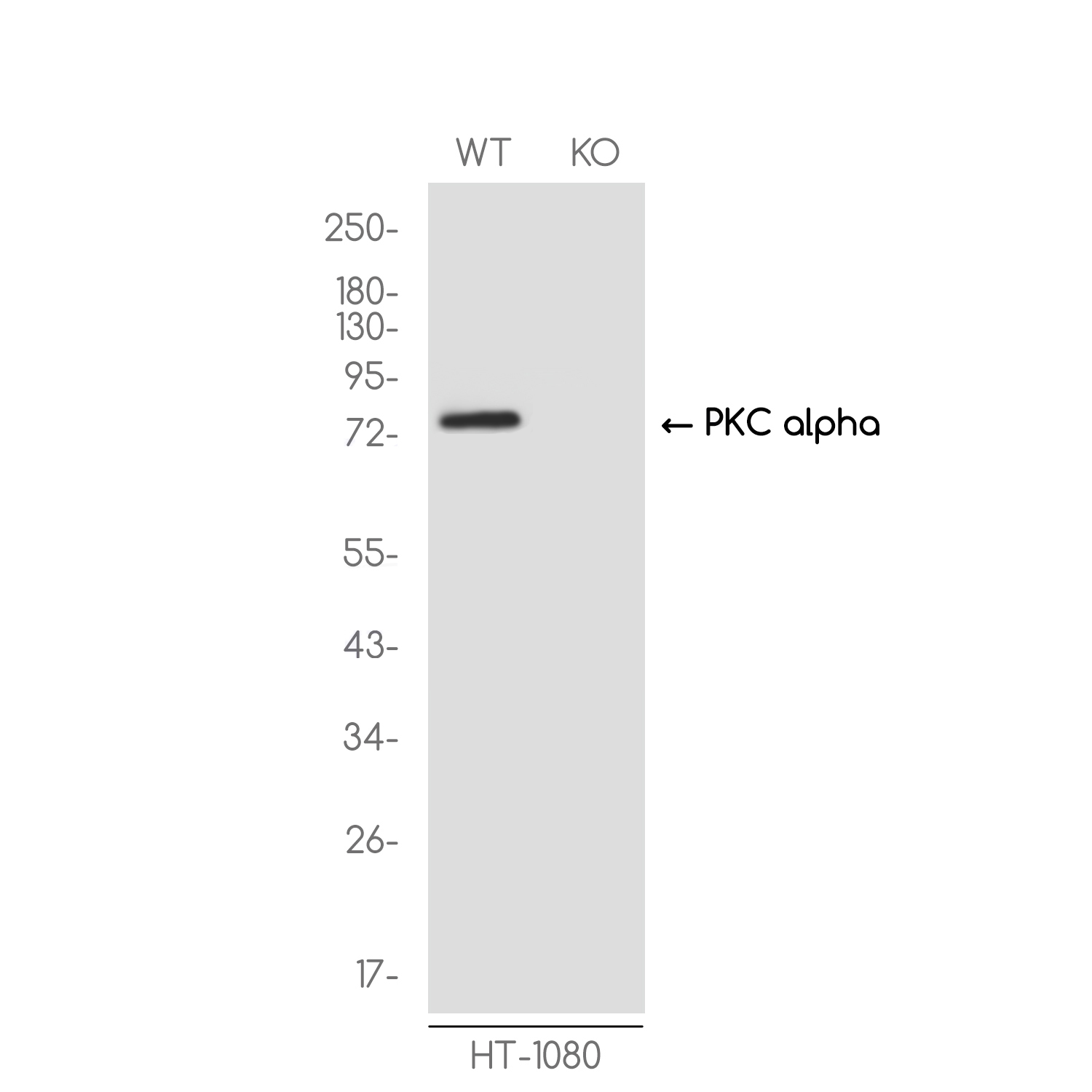 [KO]PKC alpha Rabbit mAb ABZ4693
