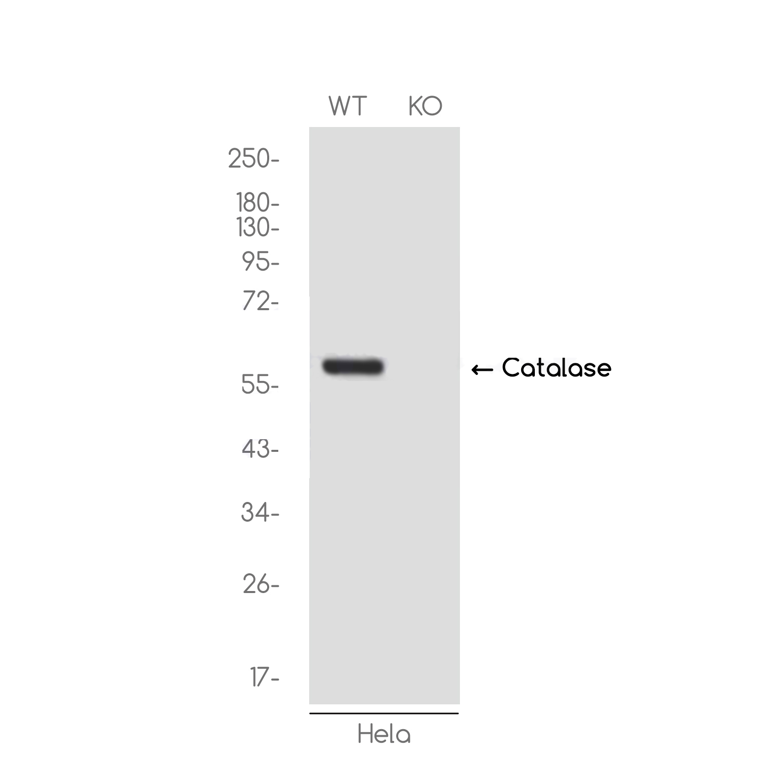 [KO]Catalase Rabbit mAb ABZ4696