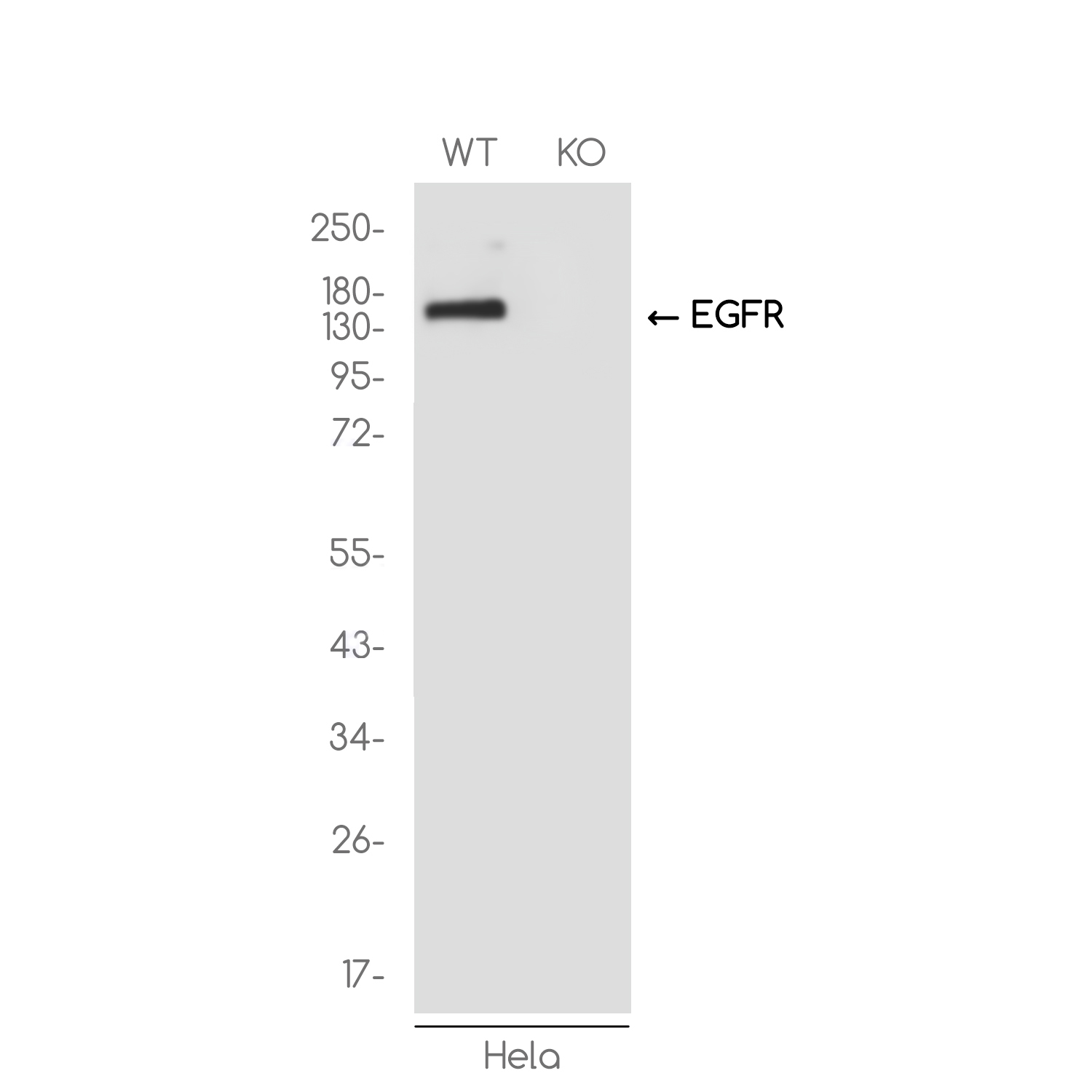 [KO]EGFR Rabbit mAb ABZ4697