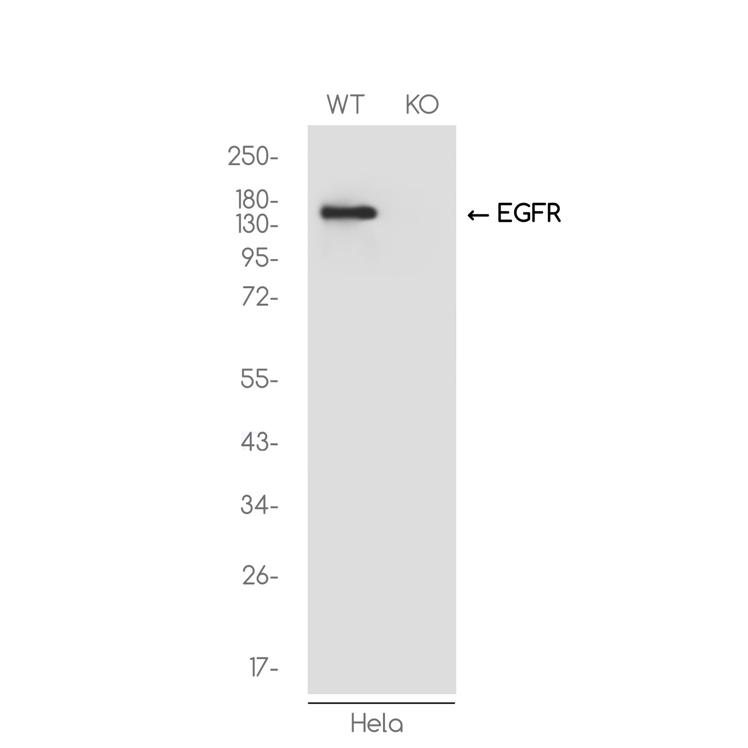 [KO]EGFR Rabbit mAb ABZ4698