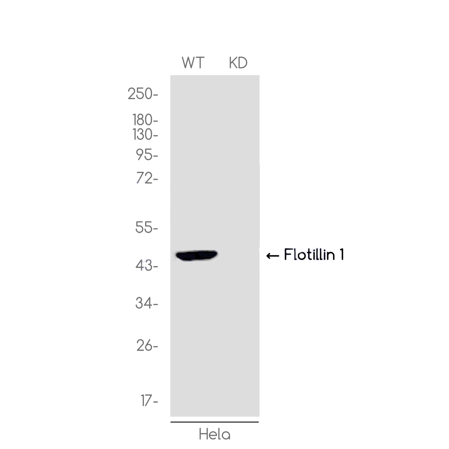 [KD]Flotillin 1 Rabbit mAb ABZ4701