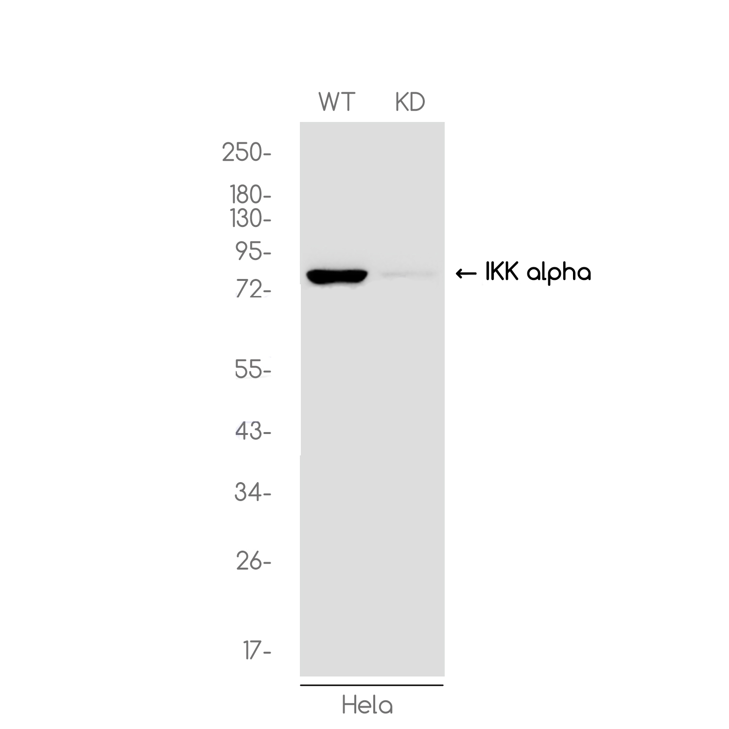 [KD]IKK alpha Rabbit mAb ABZ4702