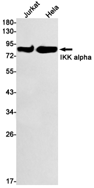 [KD]IKK alpha Rabbit mAb ABZ4702