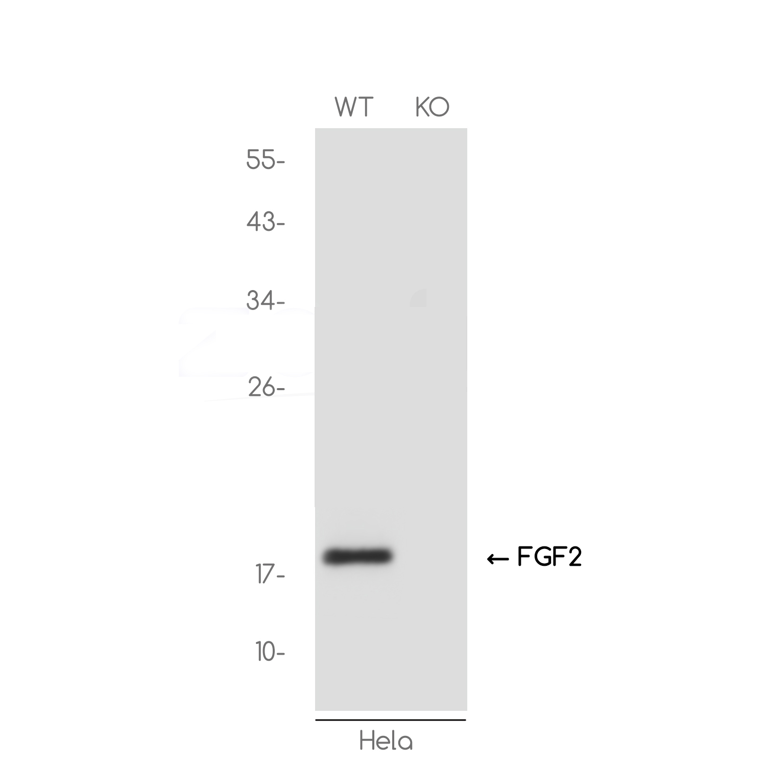 [KO]FGF2 Rabbit mAb ABZ4703