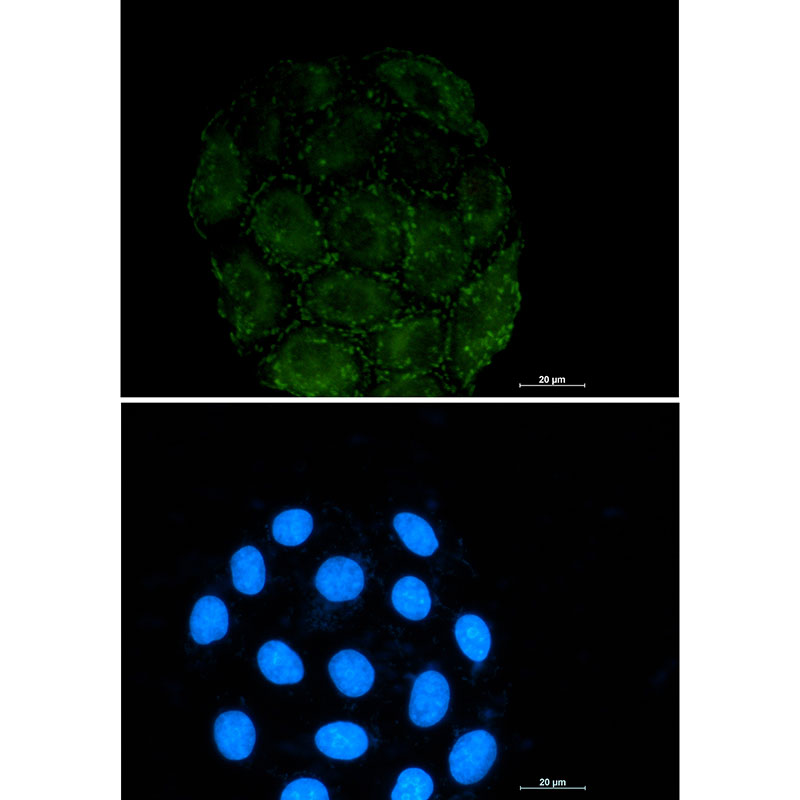 [KO]Integrin alpha V Rabbit mAb ABZ4705