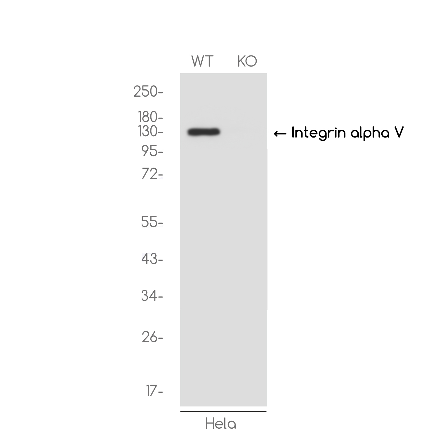 [KO]Integrin alpha V Rabbit mAb ABZ4705