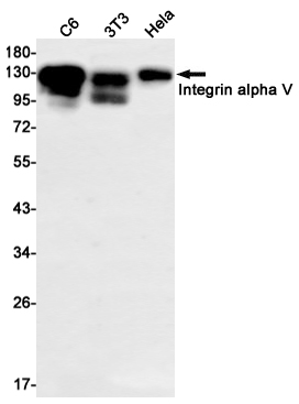 [KO]Integrin alpha V Rabbit mAb ABZ4706