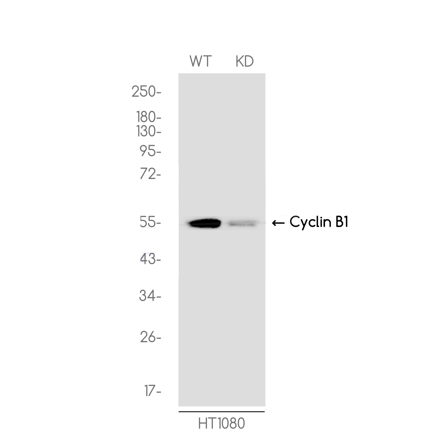 [KD]Cyclin B1 Rabbit mAb ABZ4708