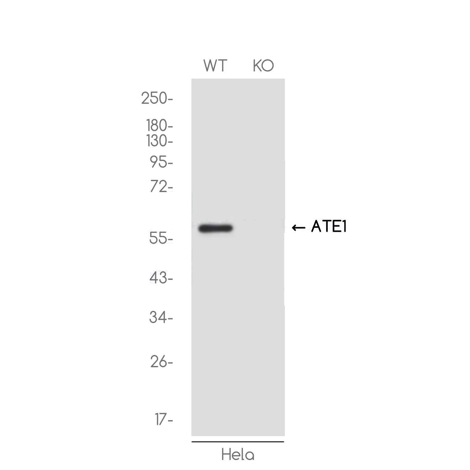 [KO]ATE1 Rabbit mAb ABZ4710