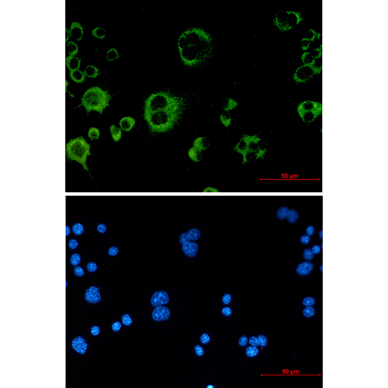 [KO]Catalase Rabbit mAb ABZ4711