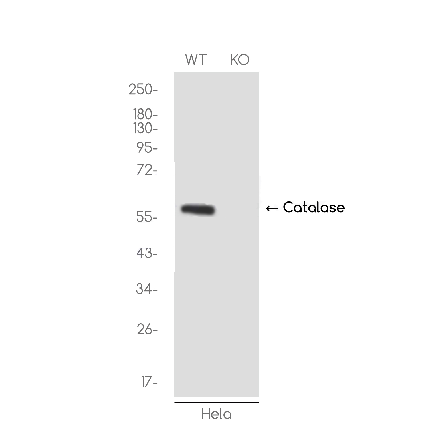 [KO]Catalase Rabbit mAb ABZ4711