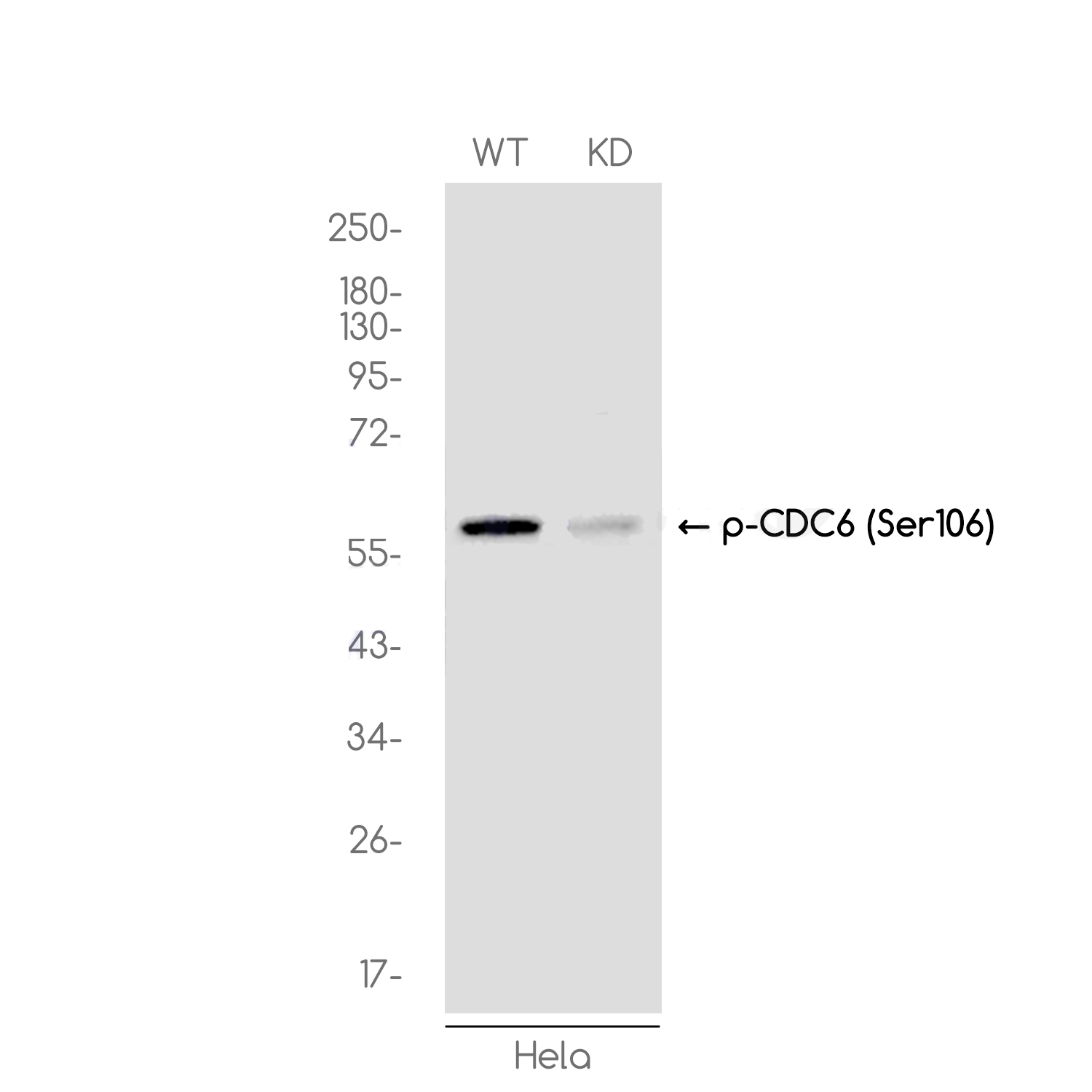 [KD]Phospho-CDC6 (Ser106) Rabbit mAb ABZ4712