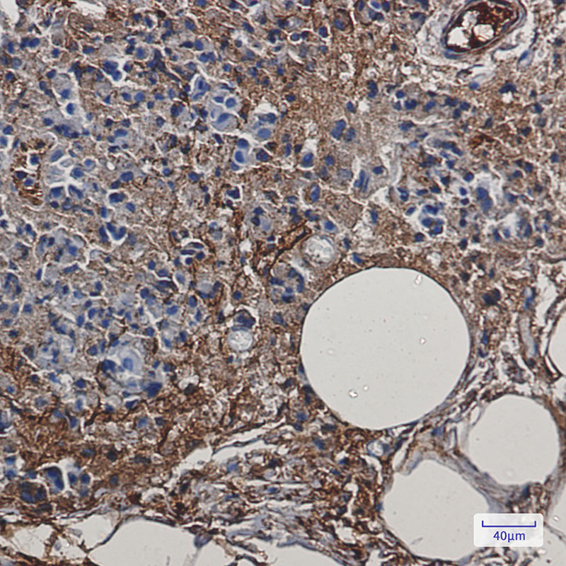 [KD]Creatine Kinase B type Rabbit mAb ABZ4714