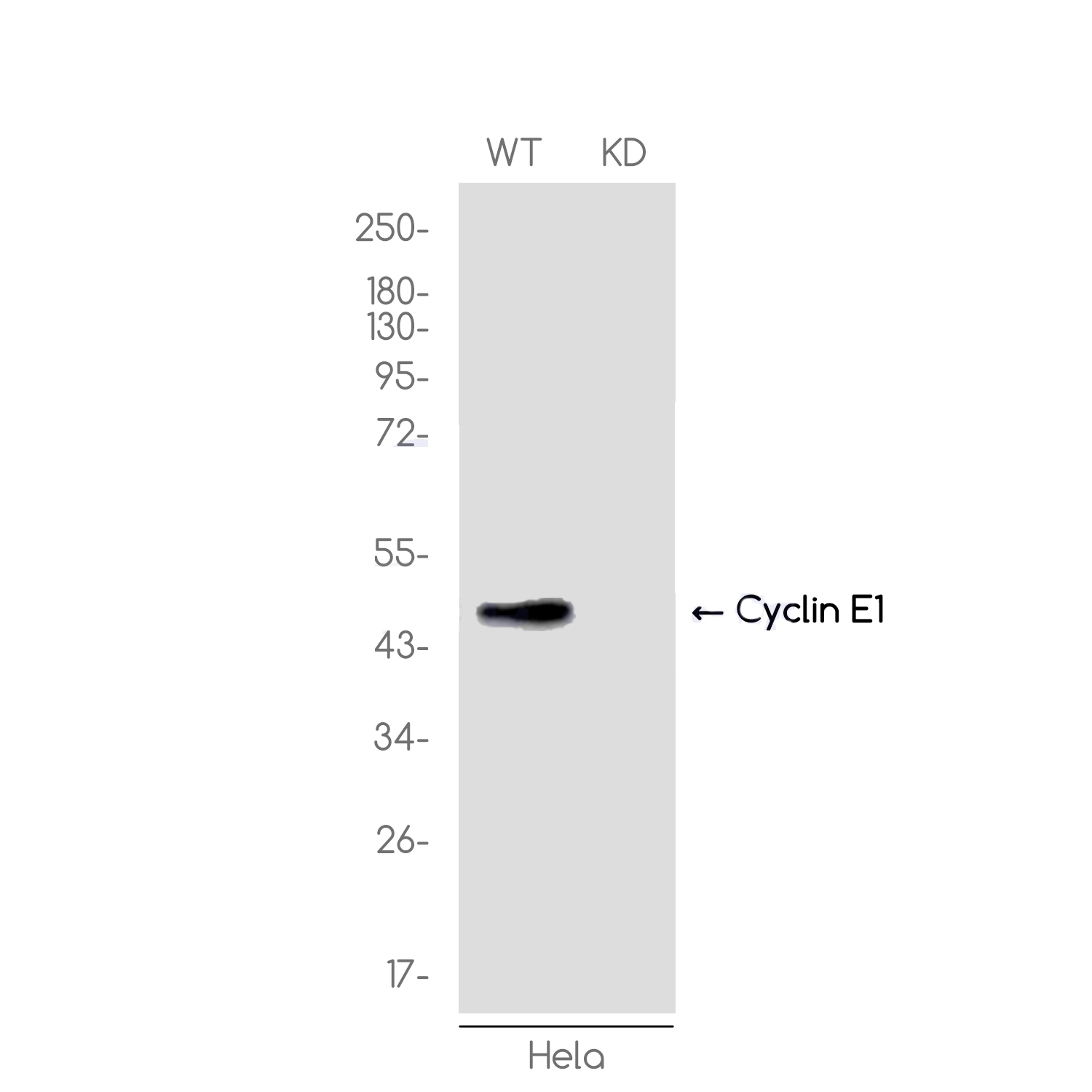 [KD]Cyclin E1 Rabbit mAb ABZ4715