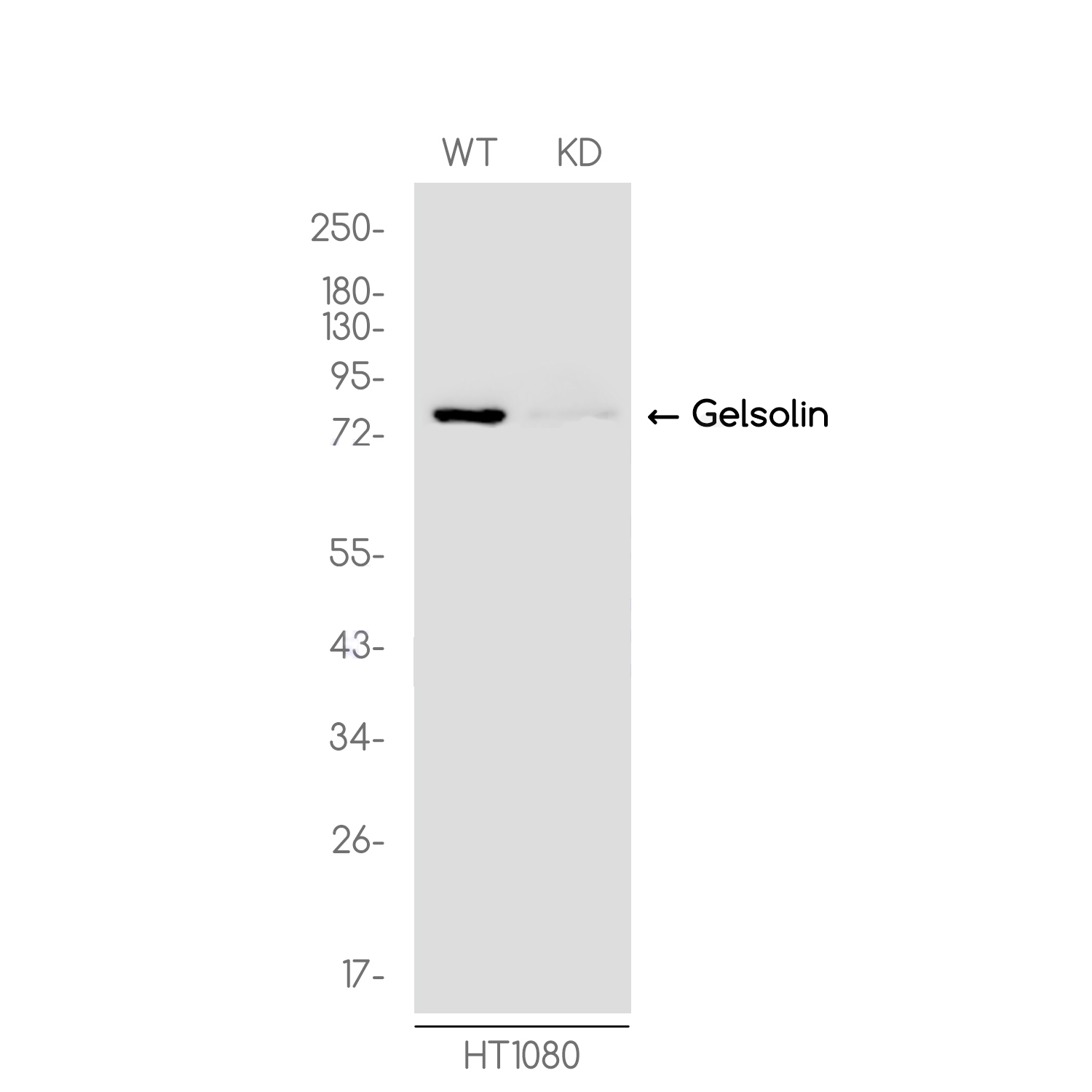[KD]Gelsolin Rabbit mAb ABZ4719