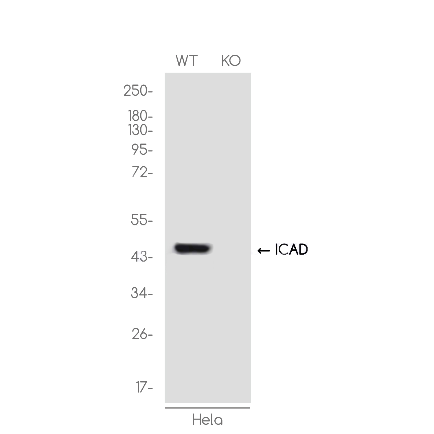 [KO]ICAD Rabbit mAb ABZ4720