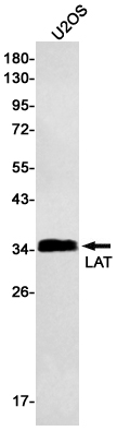 [KO]LAT Rabbit mAb ABZ4721