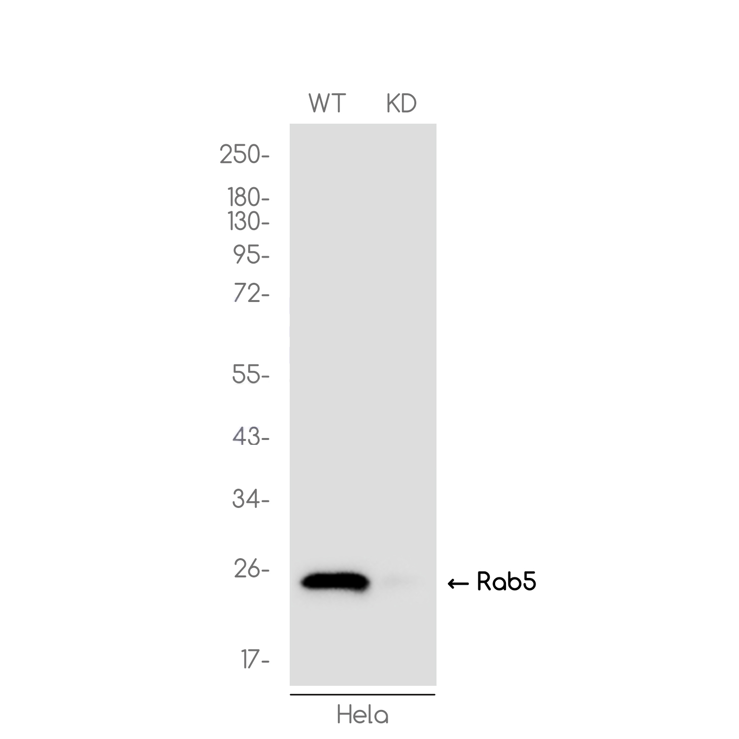 [KD]Rab5 Rabbit mAb ABZ4726