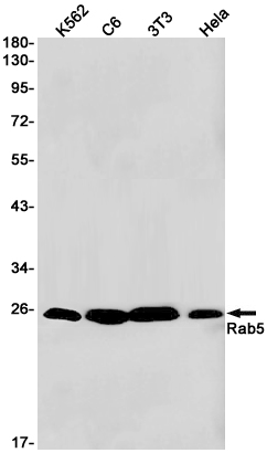 [KO]Rab5 Rabbit mAb ABZ4727