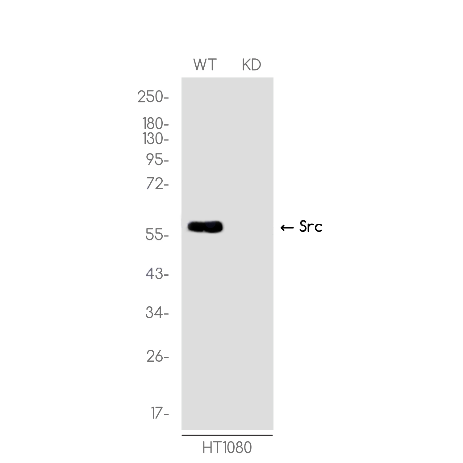 [KD]Src Rabbit mAb ABZ4728