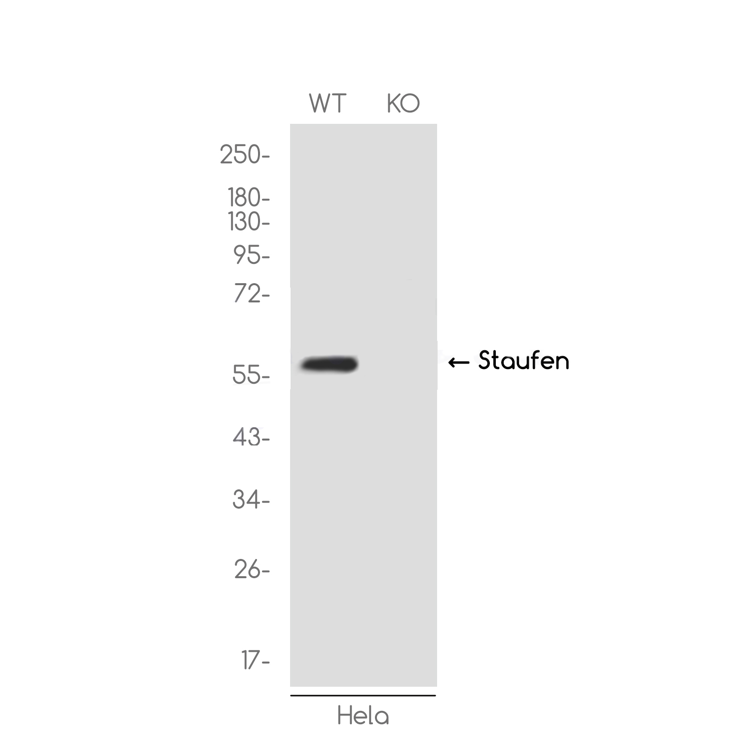 [KO]Staufen Rabbit mAb ABZ4729