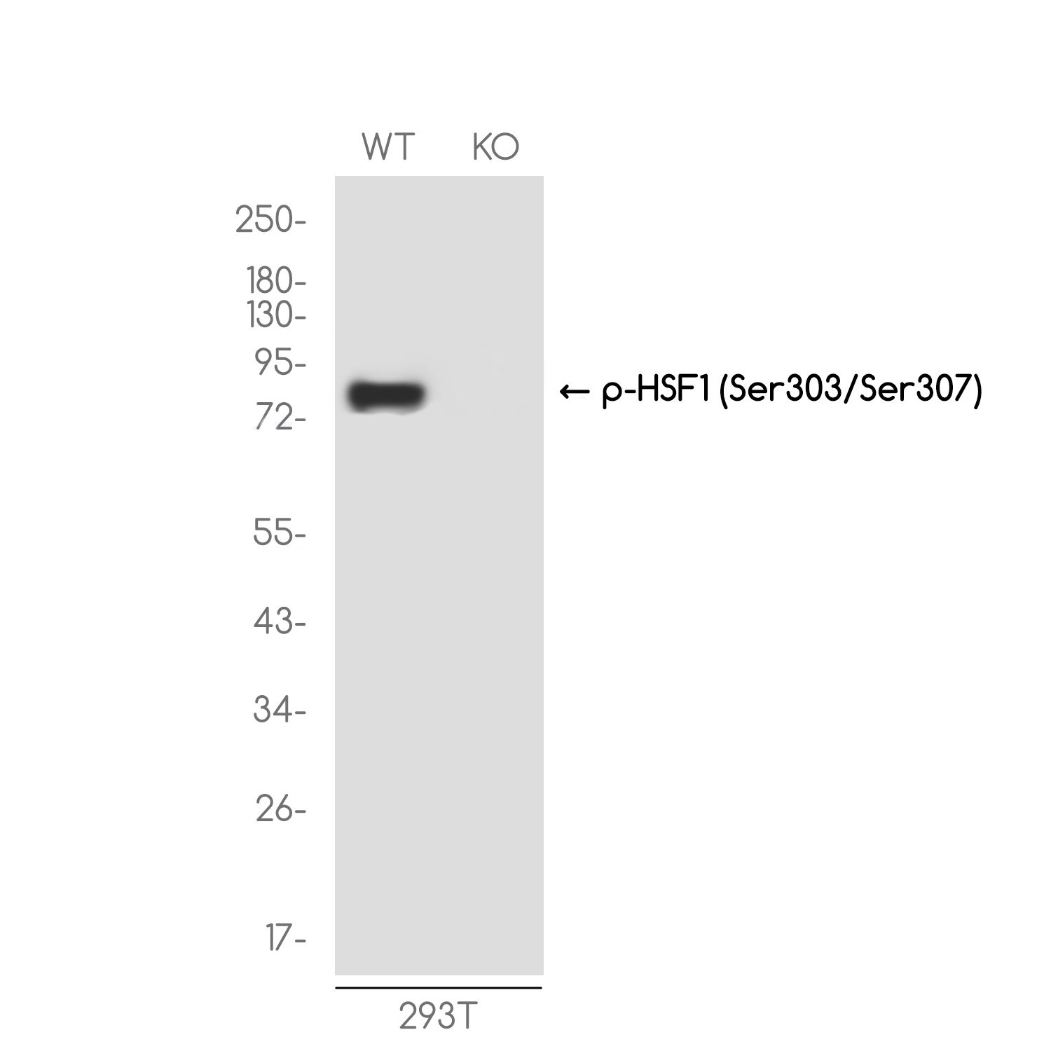 [KO]Phospho-HSF1 (Ser303/Ser307) Rabbit mAb ABZ4731