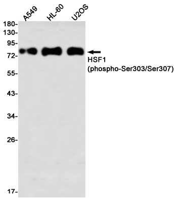 [KO]Phospho-HSF1 (Ser303/Ser307) Rabbit mAb ABZ4731