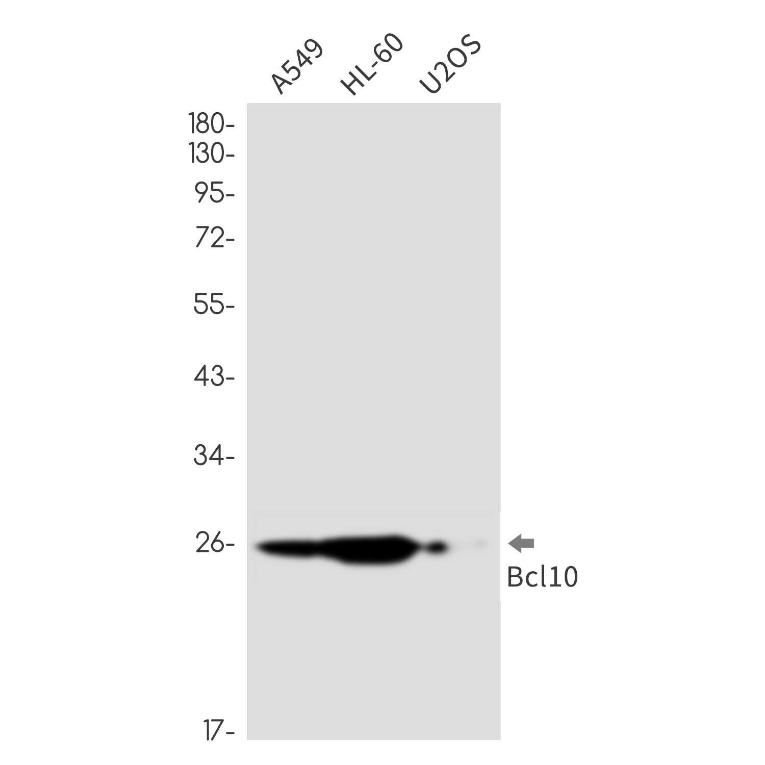 [KD]Bcl 10 Rabbit mAb ABZ4733