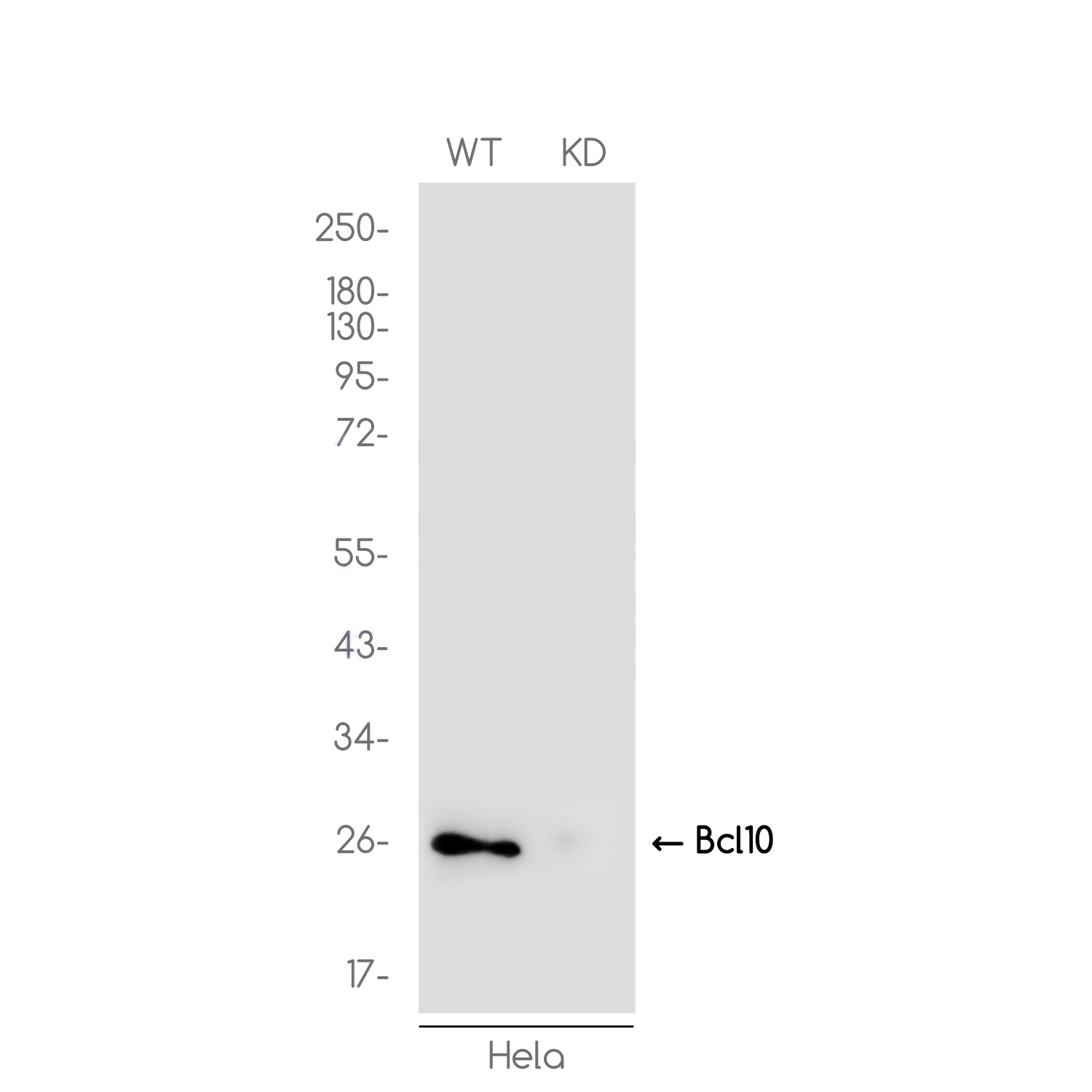 [KD]Bcl 10 Rabbit mAb ABZ4734