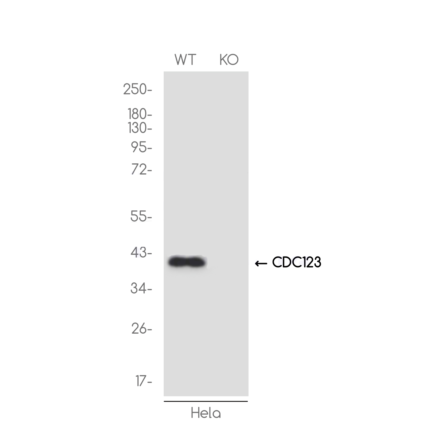 [KO]CDC123 Rabbit mAb ABZ4735