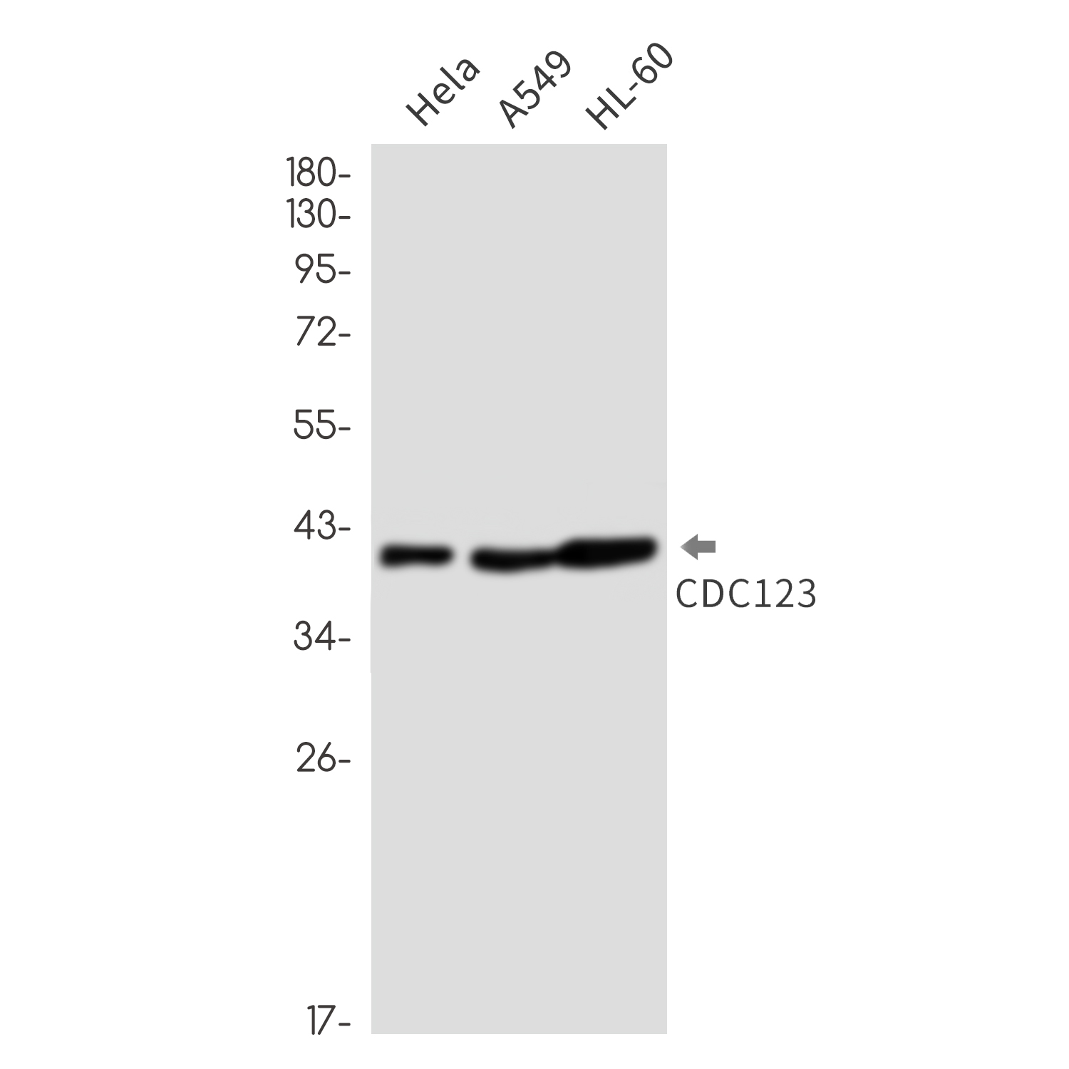 [KO]CDC123 Rabbit mAb ABZ4735