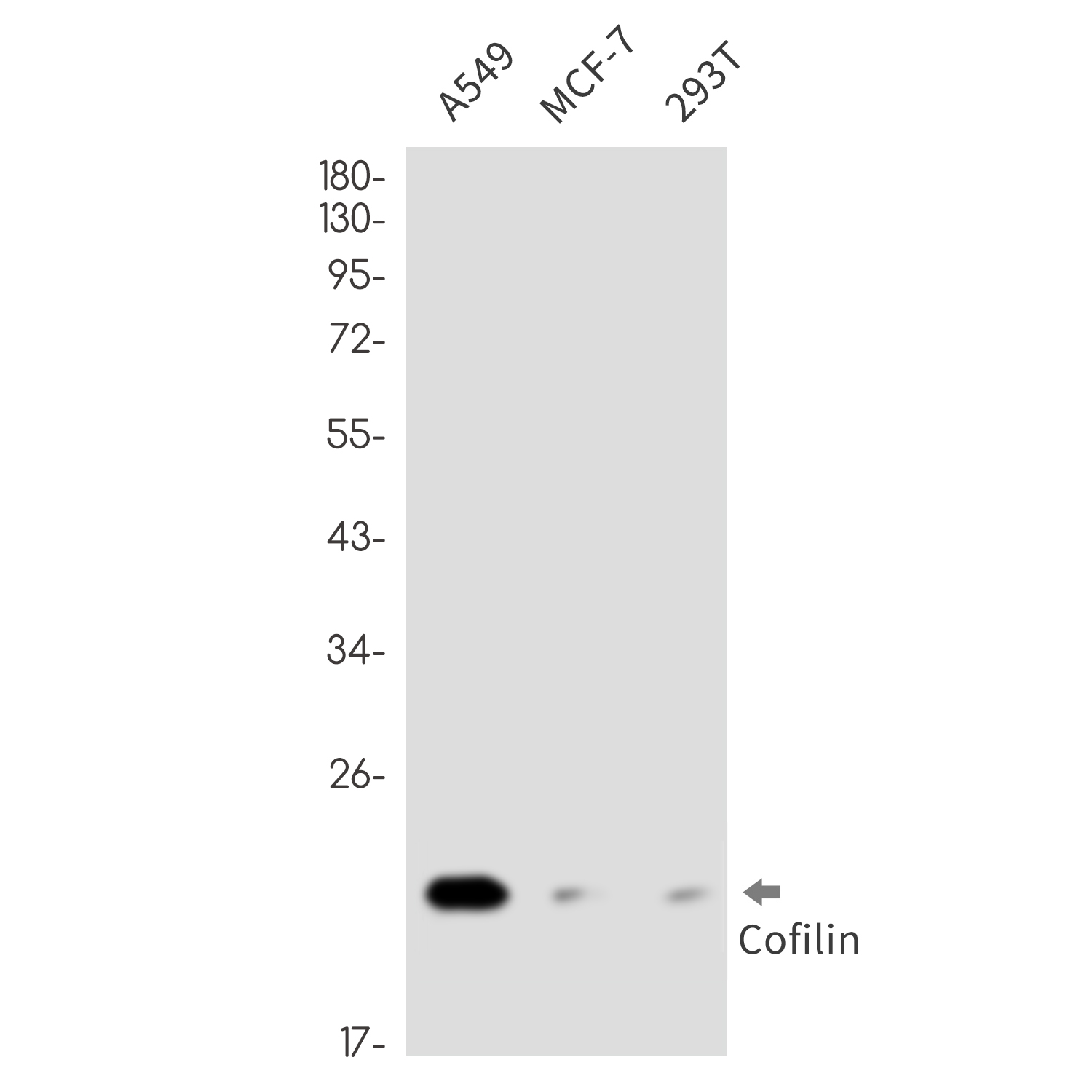 [KO]Cofilin 1 Rabbit mAb ABZ4736