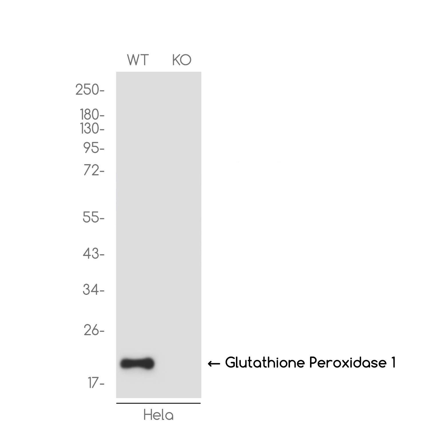 [KO]Glutathione Peroxidase 1 Rabbit mAb ABZ4737