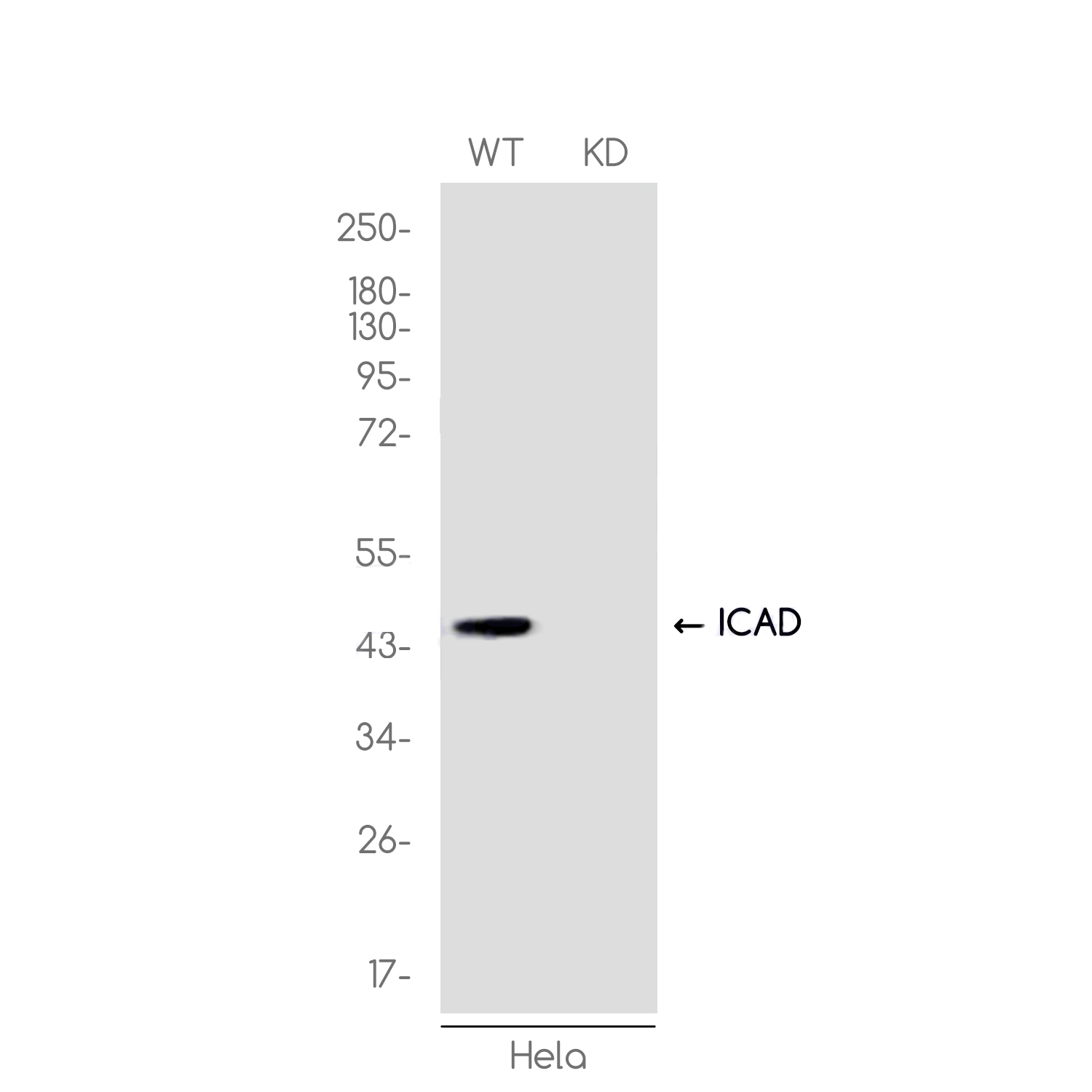 [KD]ICAD Rabbit mAb ABZ4738