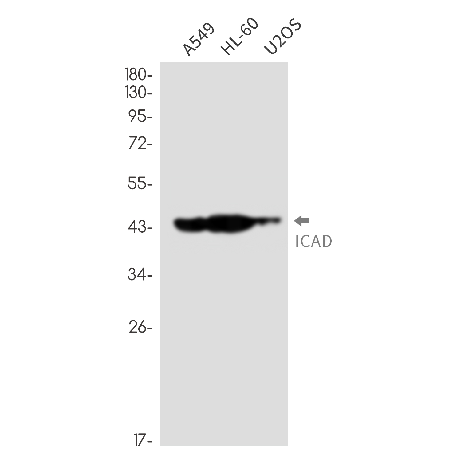 [KD]ICAD Rabbit mAb ABZ4738