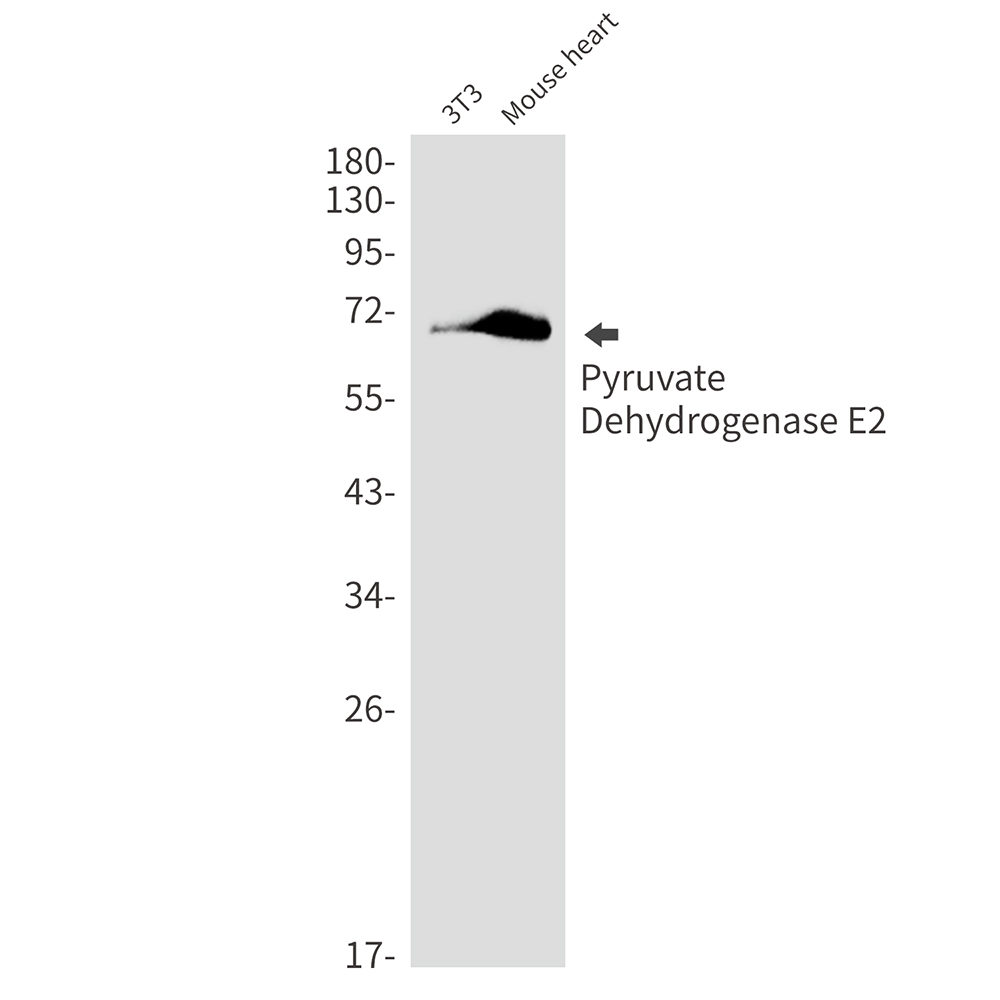[KD]Pyruvate Dehydrogenase E2 Rabbit mAb ABZ4739