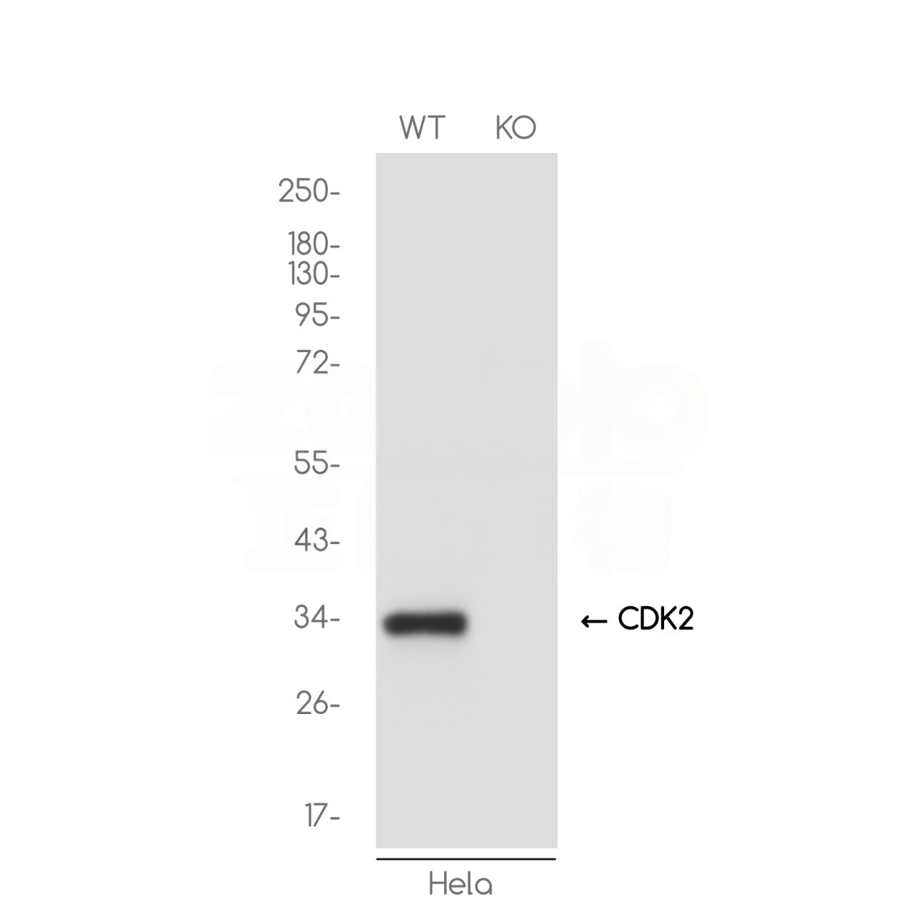 [KO]CDK2 Rabbit mAb ABZ4740