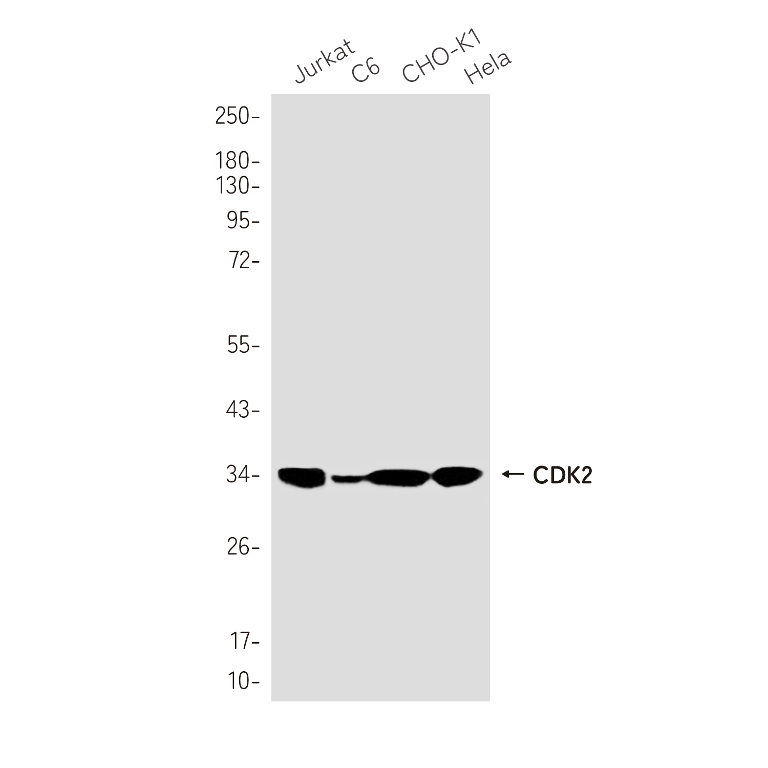 [KO]CDK2 Rabbit mAb ABZ4740