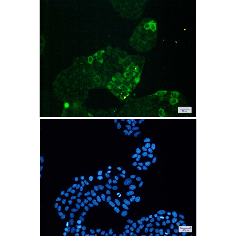 [KD]Cyclin B1 Rabbit mAb ABZ4741