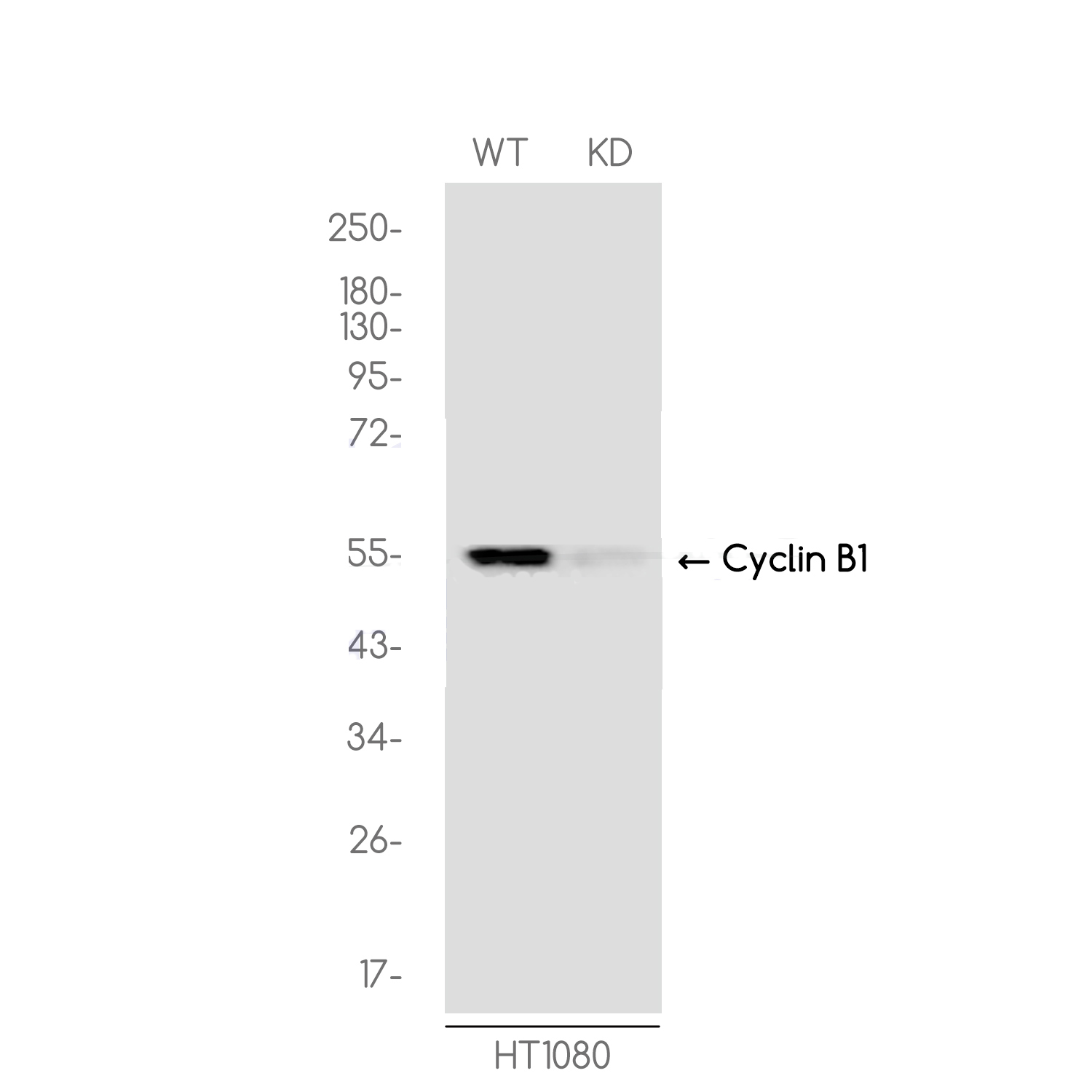 [KD]Cyclin B1 Rabbit mAb ABZ4741